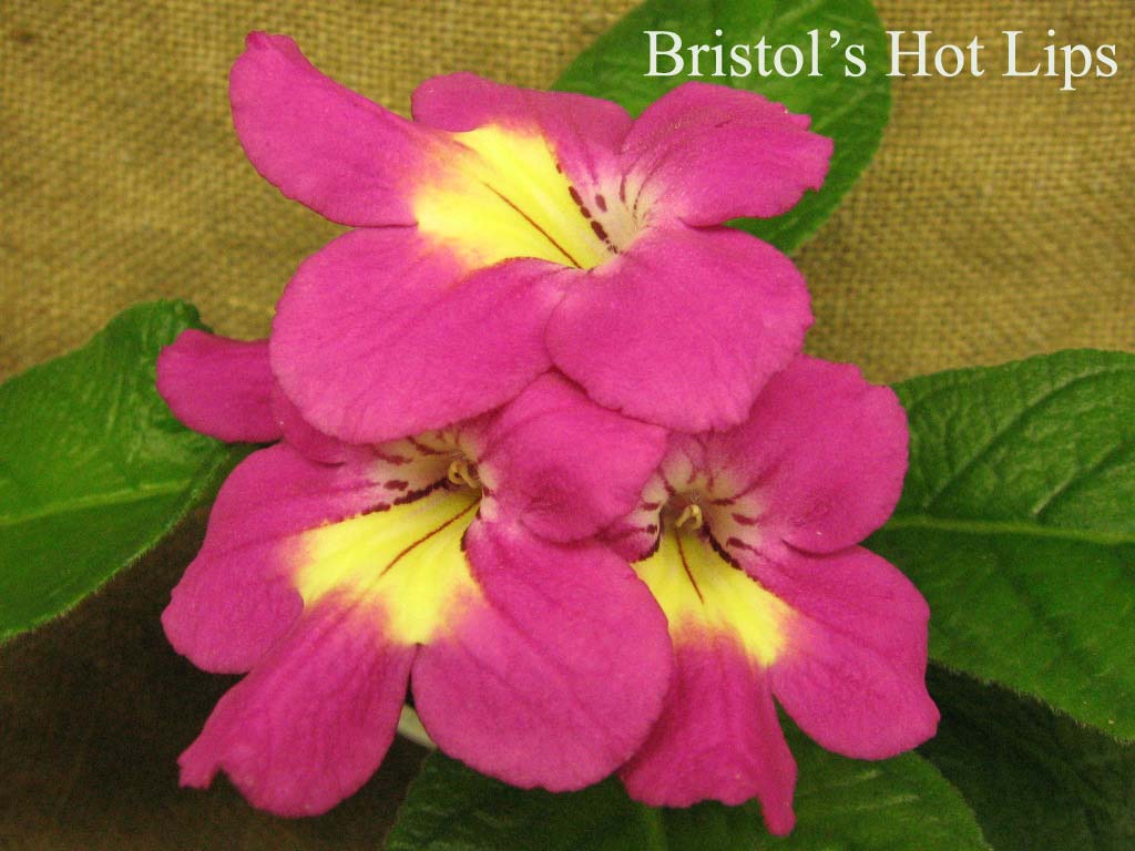  Bristols  Hot Lips 