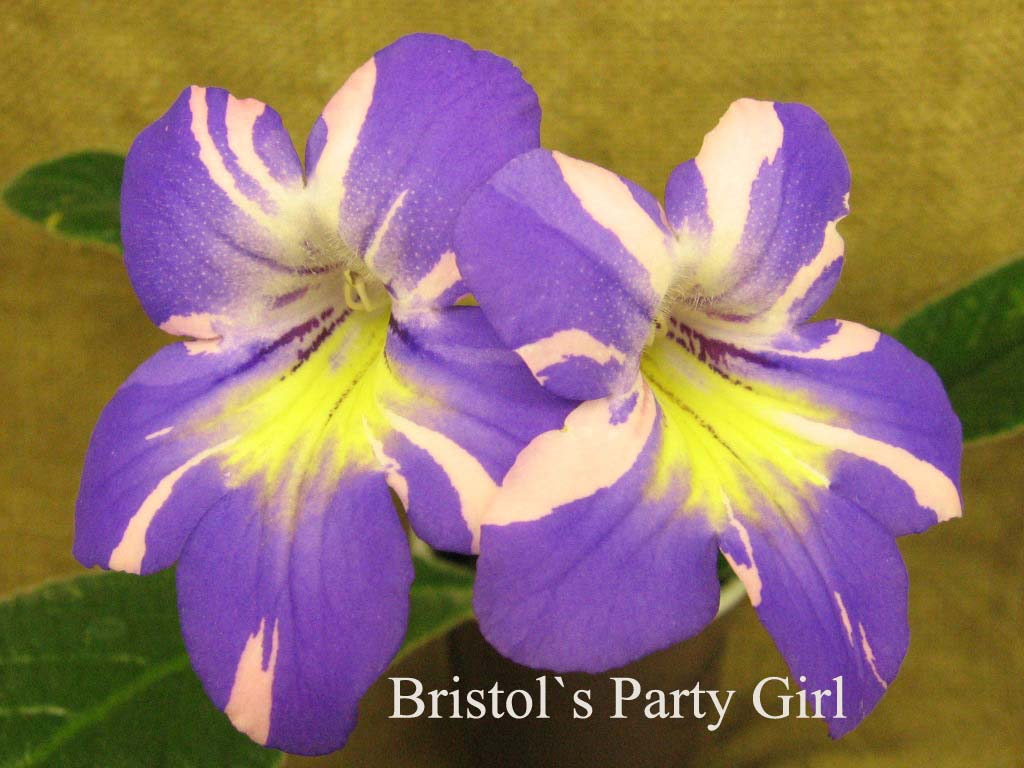  Bristol`s  Party Girl 