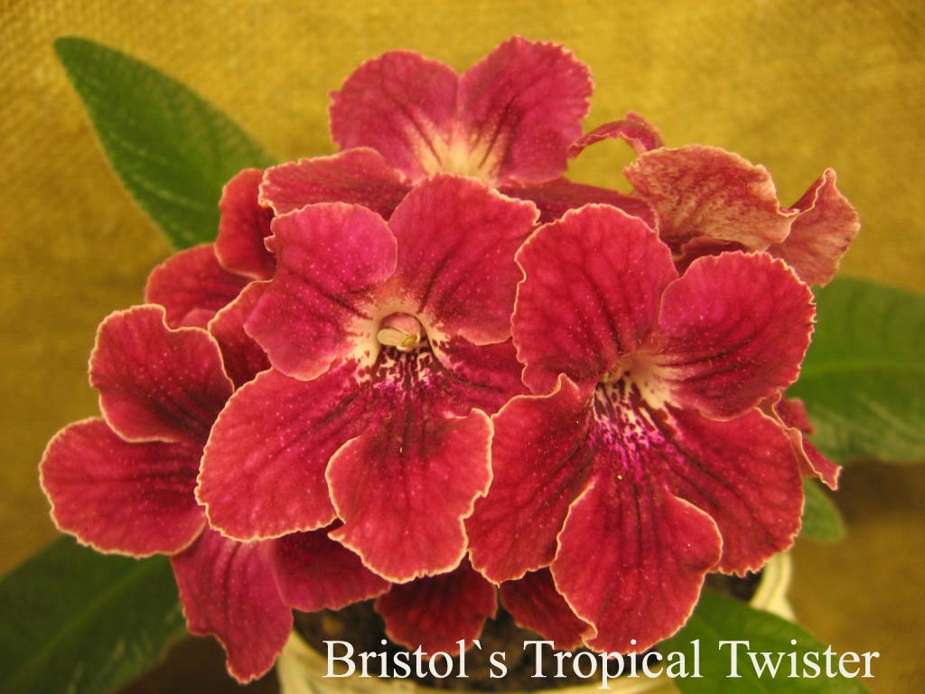  Bristol`s Tropical Twister 