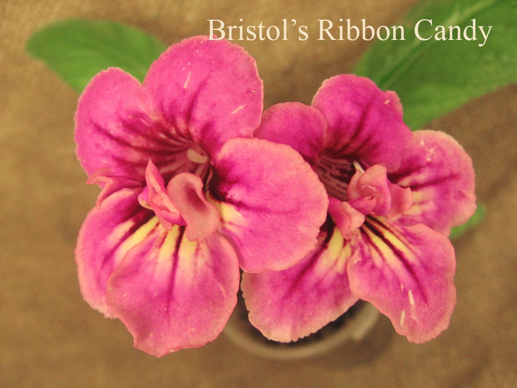  Bristols  Ribbon Candy 