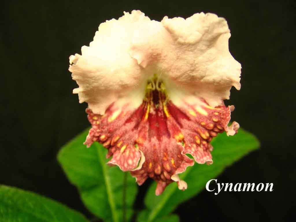  Cynamon 