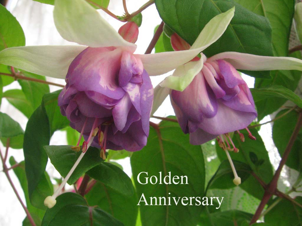  Golden Anniversary 