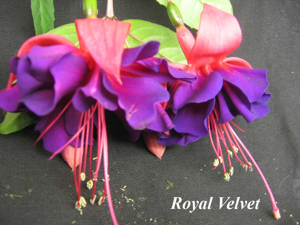  Royal Velvet 