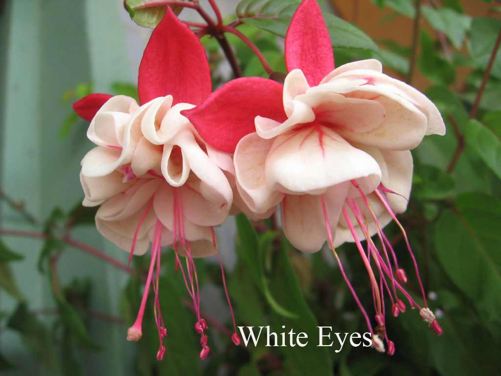  White Eyes 