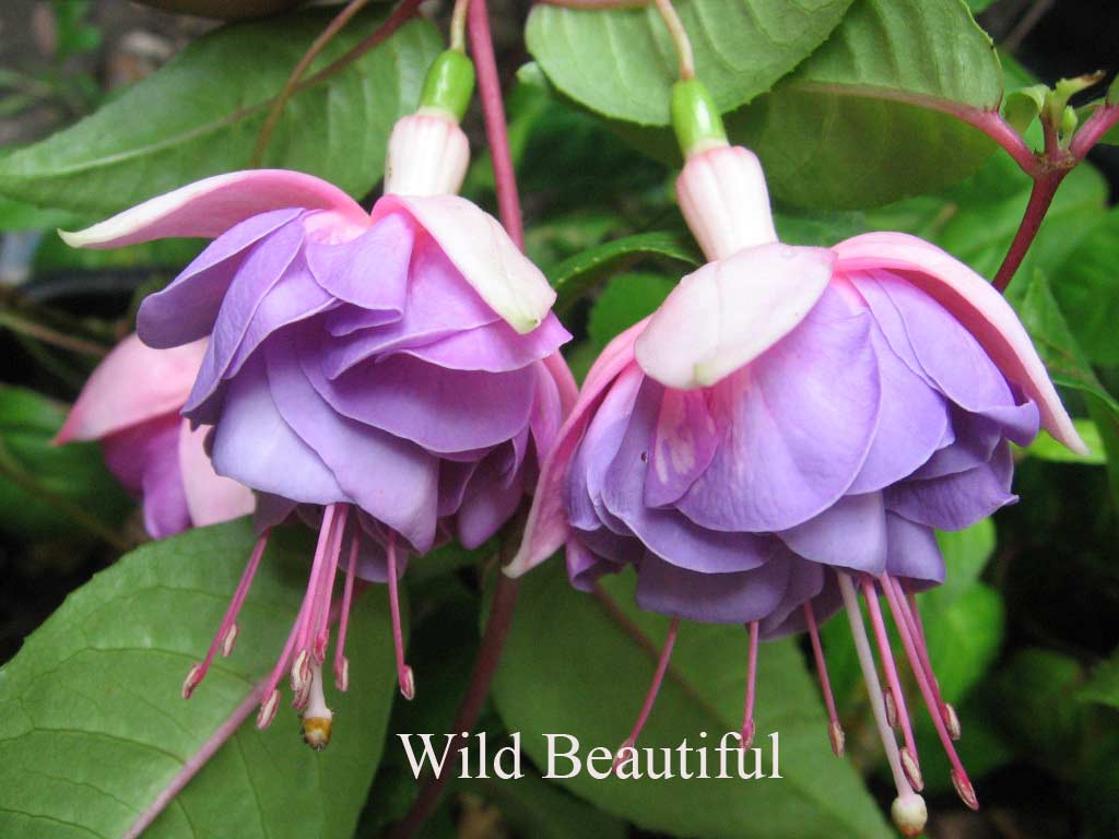  Wild Beautiful 