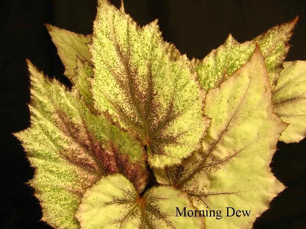  Morning Dew 