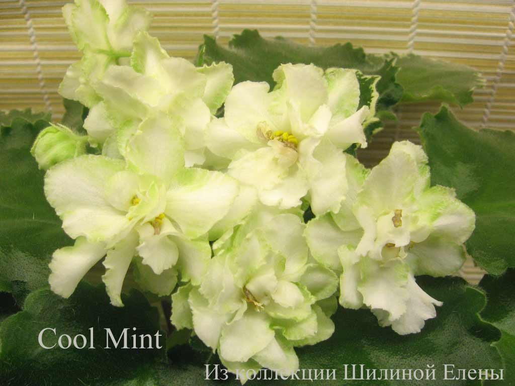  Cool Mint 