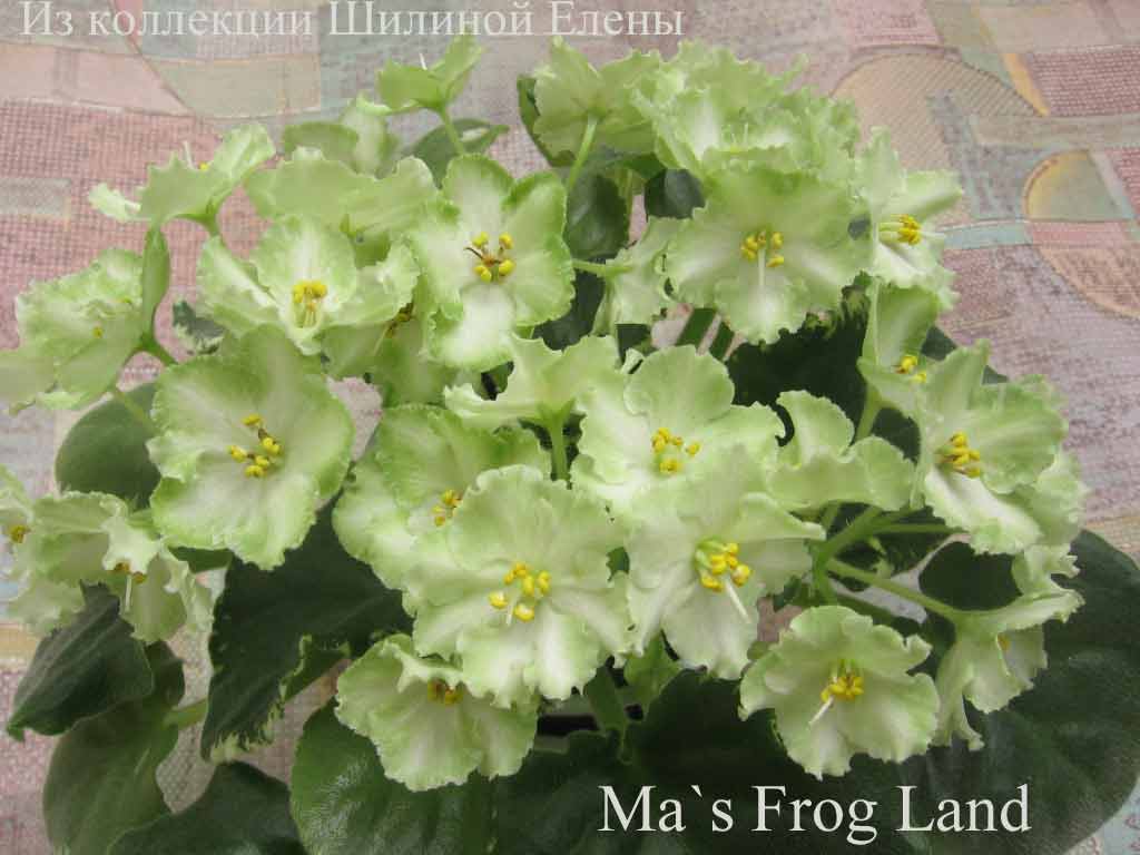  Ma`s Frog Land 