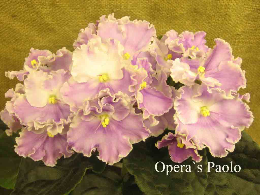  Opera`s Paolo 