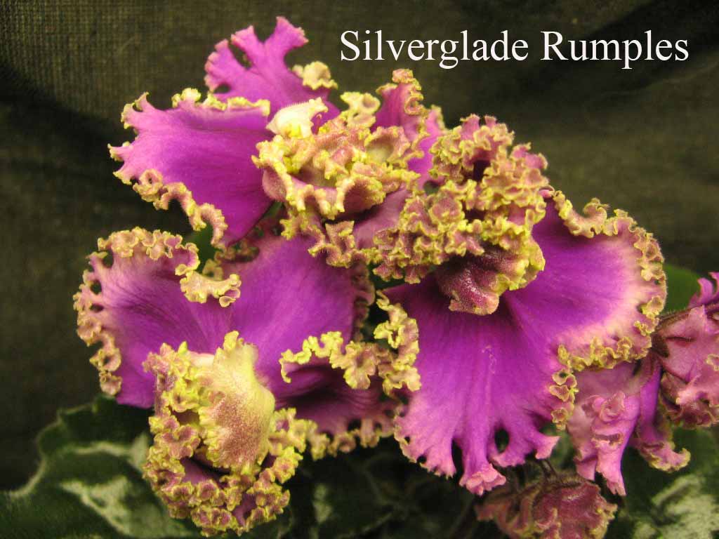  Silverglade Rumples 