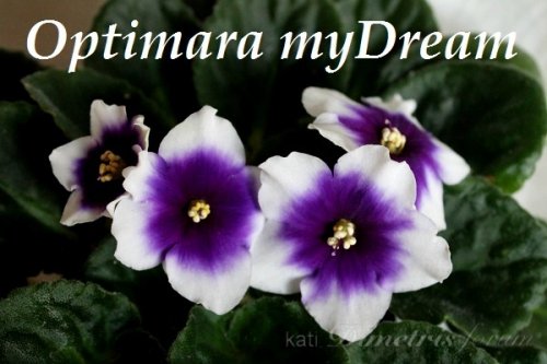  Optimara myDream 