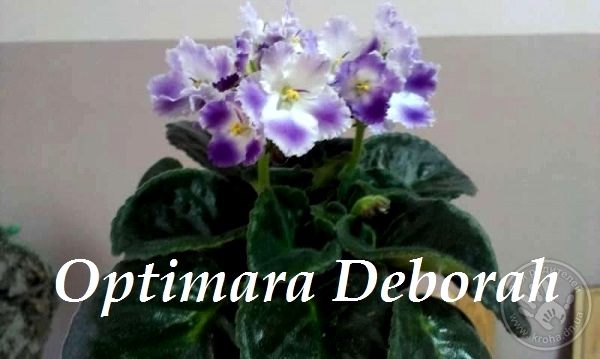  Optimara Deborah 