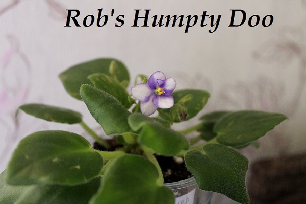  Rob's Humpty Doo 