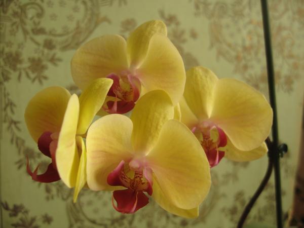  Dtps. Sin-Yuan Golden Beauty 