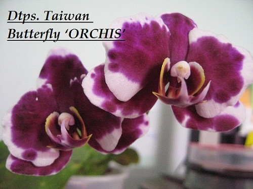  Dtps. Taiwan Butterfly ORCHIS 