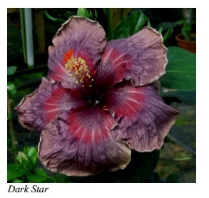  Dark Star 