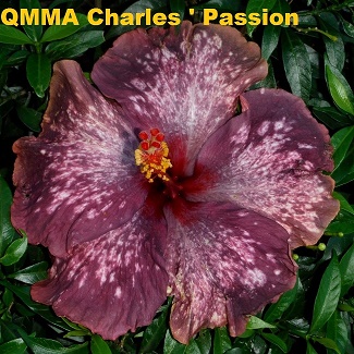  QMMA Charles' Passion 