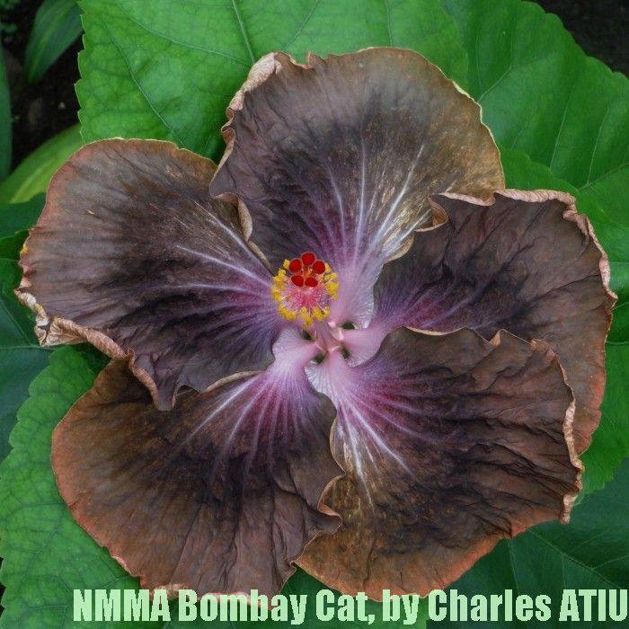  NMMA Bombay Cat 