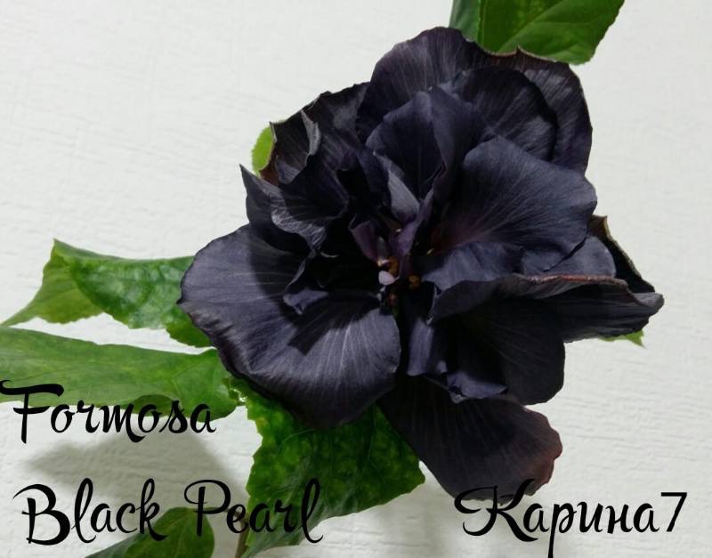  Formosa Black Pearl 