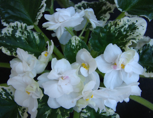  Ma's Bridal Bouquet 