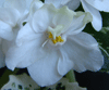  Ma's Bridal Bouquet