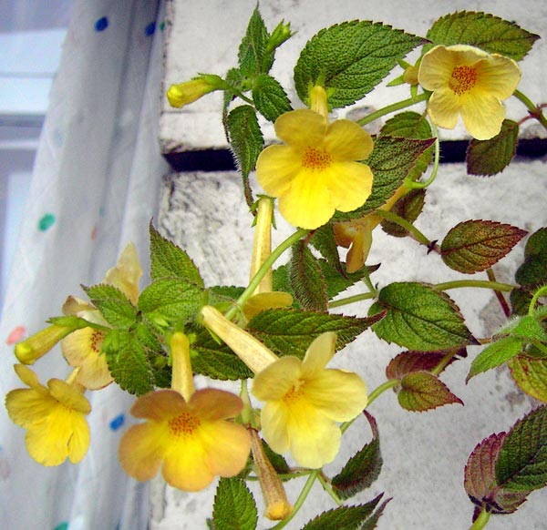  Clouded Yellow 
