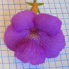 Ахименес Purple King