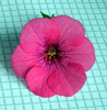 Ахименес Rosa Charm
