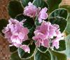 Фиалка Rebel's Rhubarb Frost