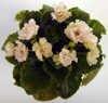 Фиалка Li'l Glimpse o' Spring