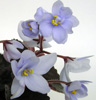 Фиалка Allegro Chicory Charm