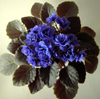 Фиалка Ness' Crinkle Blue