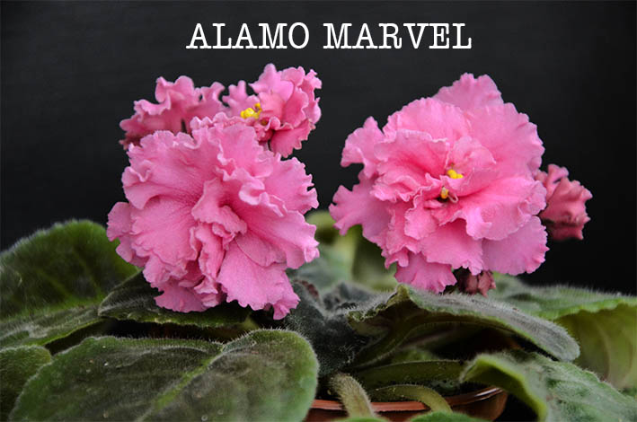  Alamo Marvel 