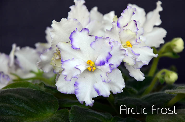  Arctic Frost 