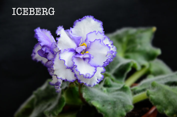 Iceberg 