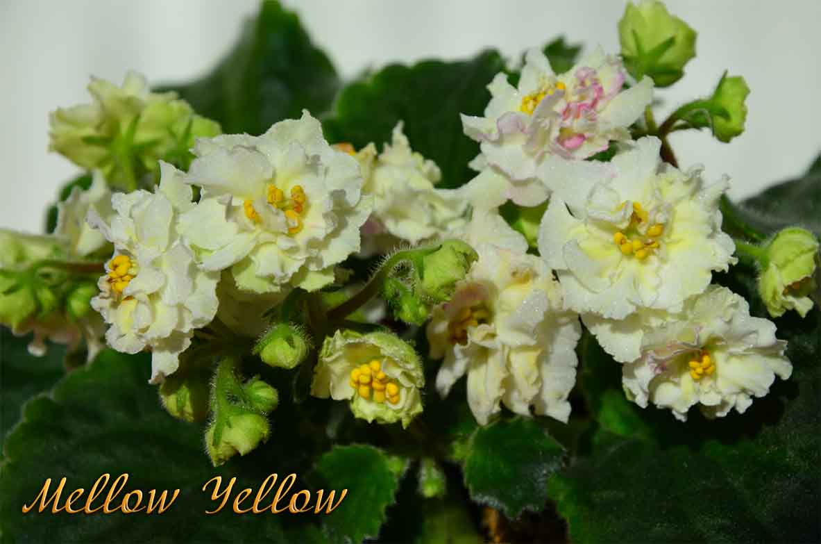  Mellow Yellow 