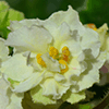 Фиалка Mellow Yellow