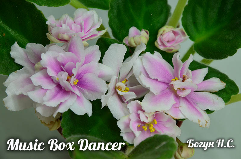  Music Box Dancer 