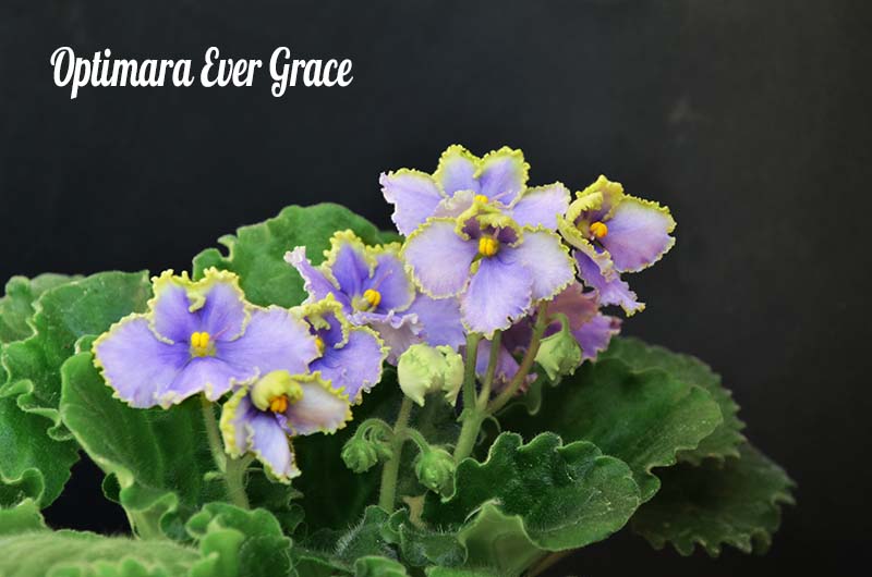  Optimara Ever Grace 