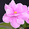 Фиалка Pink Amiss