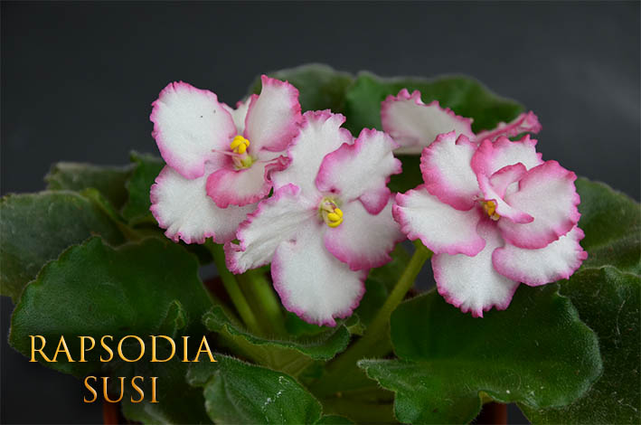  Rhapsodie Susi 