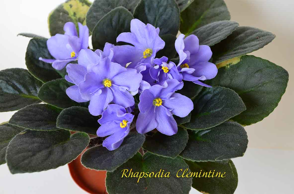  Rhapsody Clementine 8 
