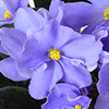 Фиалка Rhapsody Clementine 8