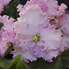 Фиалка Rosie Ruffles (Спорт)