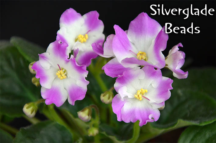  Silverglade Beads 