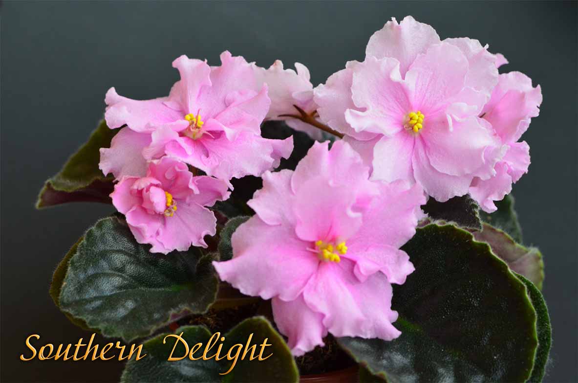  Southern Delight 