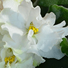 Фиалка Spring Rose