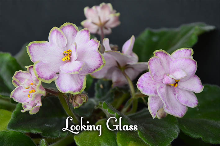  Looking Glass 