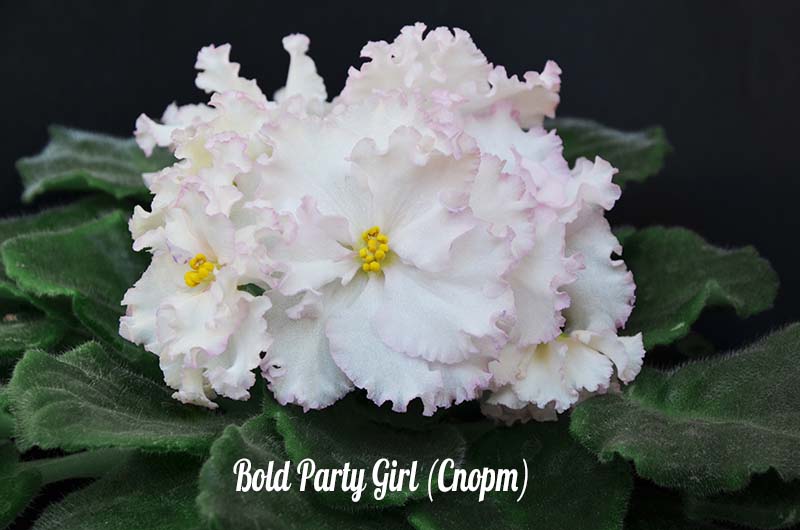  Bold Party Girl () 