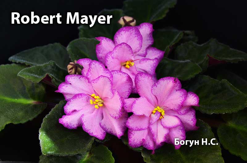  Robert Mayer 